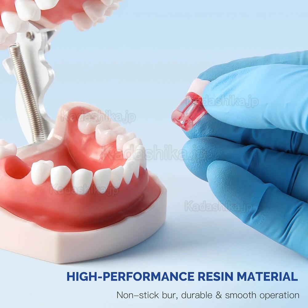28個/セット 歯科用タイポドント歯 根管治療練習モデル